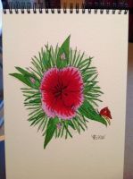 Sweet William